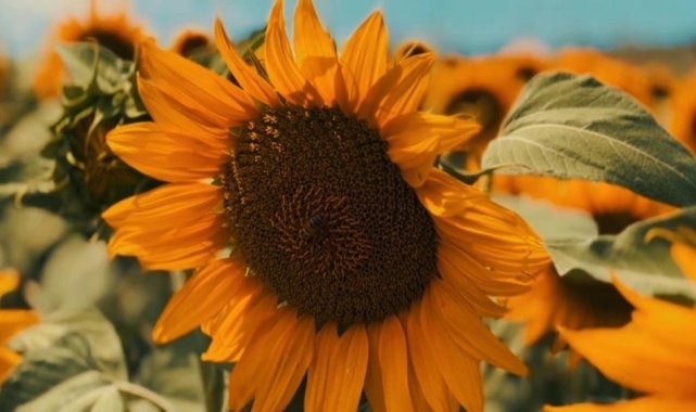 Karadeniz Yağlı Tohumlar Tarım Satış Kooperatifleri Birliği (KARADENİZBİRLİ...