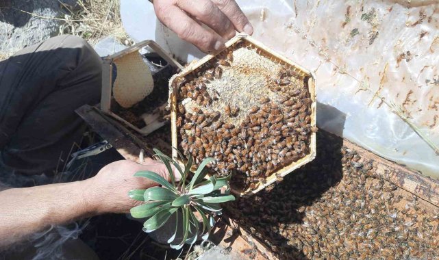 Konya'nın Bozkır ilçesine bağlı 2 bin 500 rakımlı yaylalarda ailesiyle ...