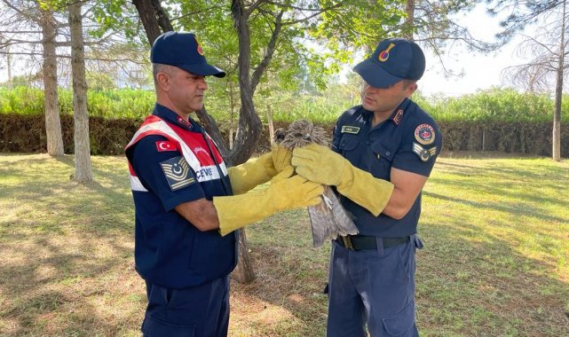 Malatya'da jandarma ekipleri tarafından yaralı olarak bulunan şahin, te...