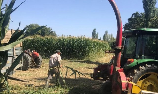 Manisa'nın Sarıgöl ilçesinde besicilik yapan çiftçiler tarafından silaj...