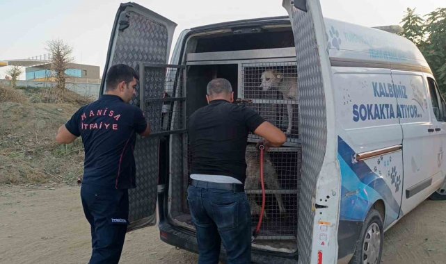 Manisa'nın Turgutlu ilçesinde dere yatağına düşen ve vatandaşlar tarafı...