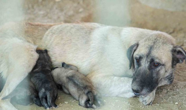Mersin'in Tarsus ilçesinde 5 yavrusu ile birlikte uçurumun kenarında ma...