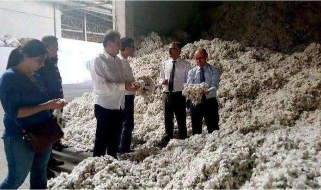Söke Ovası'nda pamuk hasat sezonu yaklaşırken, pamukta kalitenin korunm...
