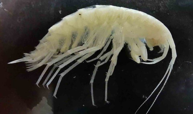 Türk bilim adamları, Mersin'in Anamur ilçesindeki Morca mağarasının der...