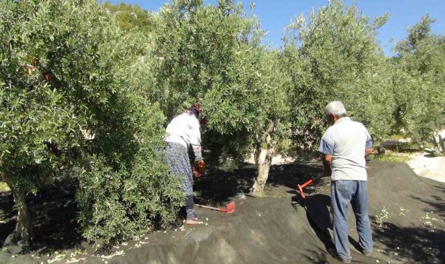 Türkiye genelinde yılın ilk sofralık zeytin hasadı Mersin'in Silifke il...