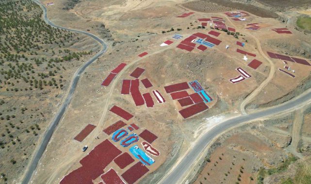 Türkiye'nin biber üretimi açısından 2'inci üretim merkezi olan sını...