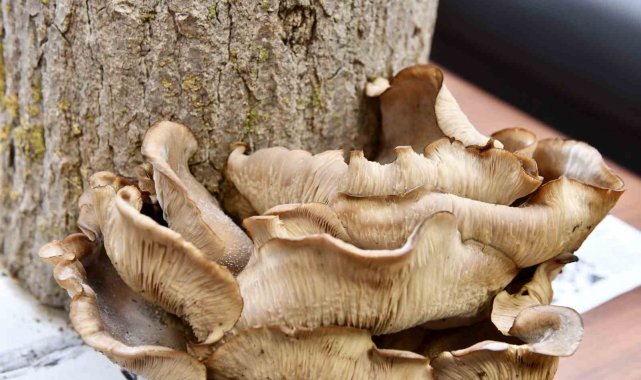 Türkiye'nin en verimli tarım topraklarına ve yeşil doğasına sahip Bursa...