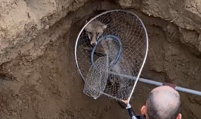 Yalova'da çukura düşen tilki itfaiye ekiplerinin çalışmasıyla kurtarıld...