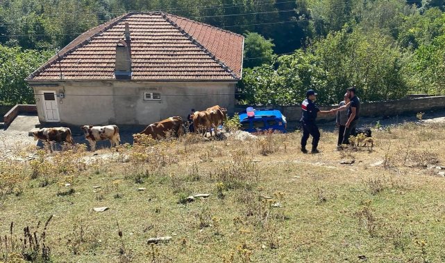 Zonguldak'ta otlatmak için sahibinin meraya bıraktığı hayvanlar geri dö...