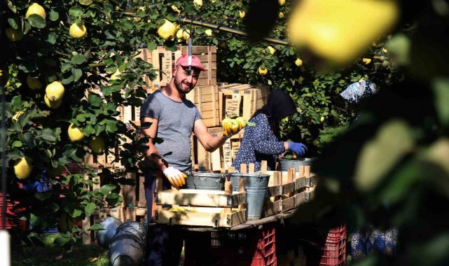 Dünyaya ihracatı yapılan ve Sakarya'nın Geyve ile Pamukova ilçelerinde ...