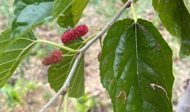 Elazığ&rsquo;ın Baskil ilçesinde bulunan kırmızı dut ağacı, ekim ayında meyve