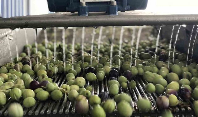 Türkiye'de zeytin üretiminin yüzde 20'sinin gerçekleştirildiği Mers...