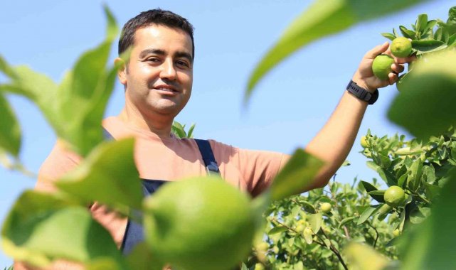 Türkiye'nin üretim merkezlerinden Mersin'de birçok limon çeşidi bu ...