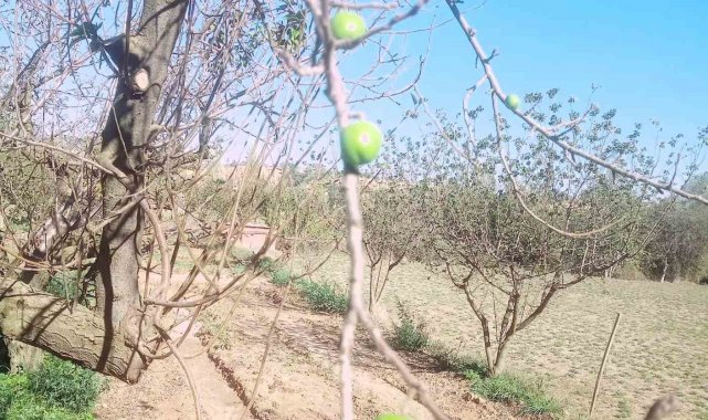 DENİZLİ (İHA) – Denizli'nin Buldan ilçesine bağlı Kadıköy Mahallesi'...