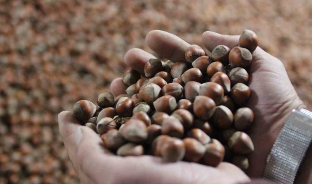Fındık fiyatı yılın son ayına girerken serbest piyasada istikrarını koruyor