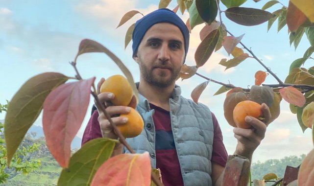 Hakkâri'nin Derecik ilçesinde 'Cennet hurması' olarak da biline...