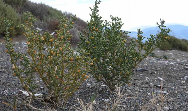 Hatay'ın Samandağ ilçesinde 14 kilometrelik kumsalda 200 tür bitki yetişiyor