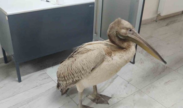 Kayseri'nin Kocasinan ilçesinde bir vatandaşın evinin bahçesinde yaralı...