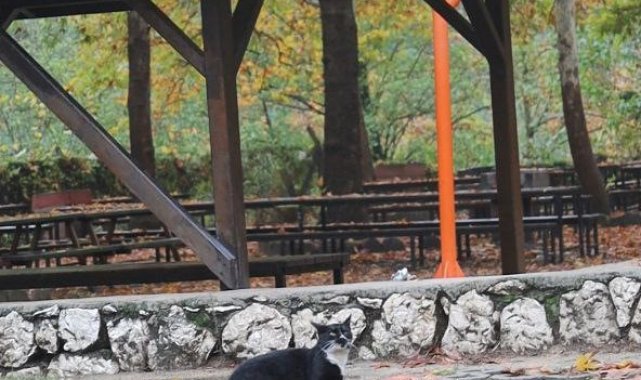 Adana'nın Kozan ilçesinde doğa çekimleri sırasında drona tepki veren ke...