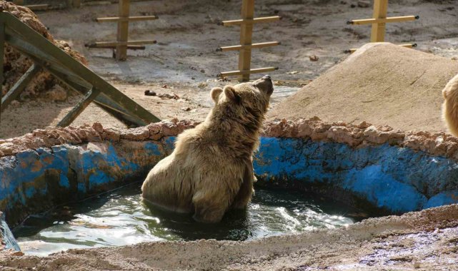 Antalya'da Aralık ayının ortasında 25 dereceye yaklaşan hava sıcaklığın...