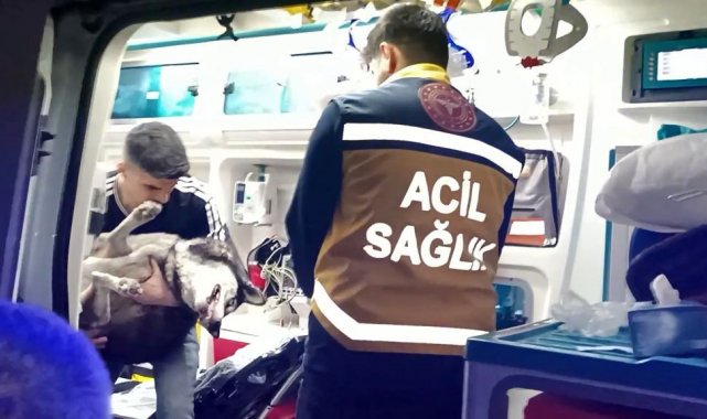 Artvin'de 4 katlı binada çıkan yangından etkilenen köpeğe, mahalle saki...