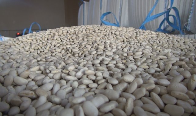 Bitlis, yüzde 75'lik tohumluk kuru fasulye üretimiyle Türkiye birincisi...