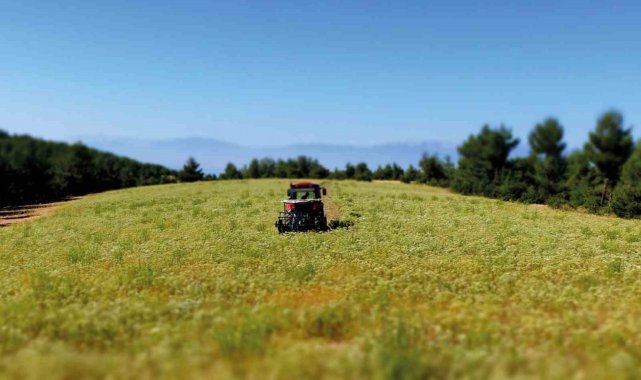 Dünya'nın kekik ambarı Türkiye'nin üretimin yüzde 90 Denizli'de...