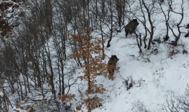 Erzincan'ın Refahiye ilçesine bağlı Orçul bölgesinde köpeklerin koku al...