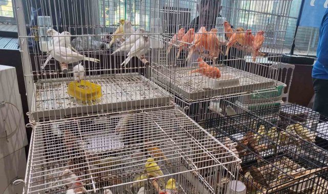 Eyüpsultan'da bu yıl altıncısı düzenlenen Kanarya ve Kafes Kuşları Fest...