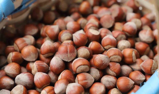 Giresunlu fındık tüccarları kahverengi kokarca tehlikesine dikkat çekti