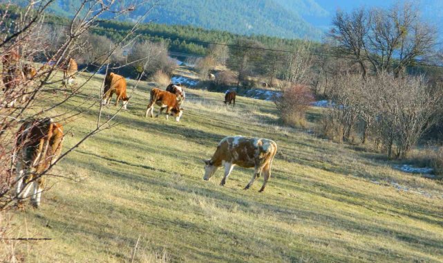 İklim değişikliği Türkiye'nin en soğuk şehirlerinden birisi olan Ardaha...