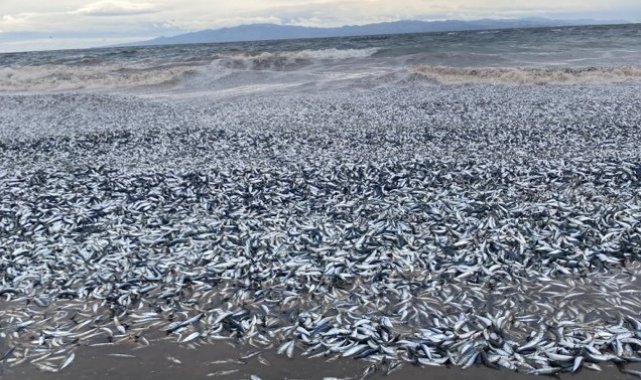 Japonya'nın Hakodate şehrinde binlerce balık kıyıya vurdu.
Japonya'...