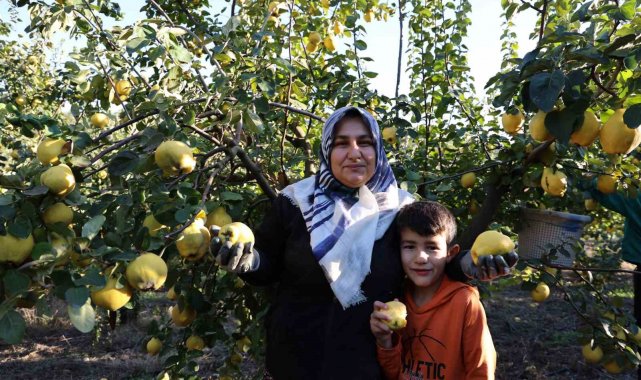 Kahramanmaraş'ta ayva hasadı başlarken, ürünün özellikle Rusya, Romanya...