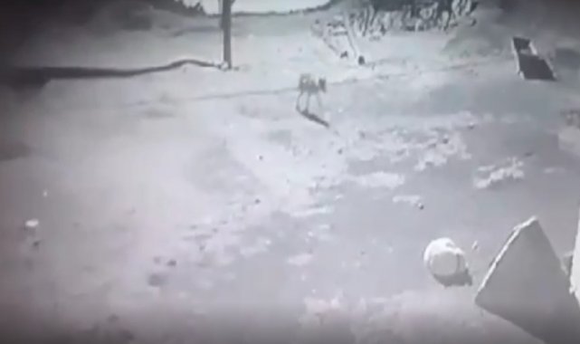 Kars'ta aç kalan kurt, köpeği götürdü, o anlar kaydedildi