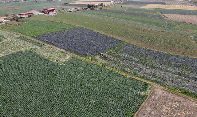 Lahana üretiminde Türkiye birincisi olan Samsun, bu yıl ürettiği 60 bin ton...