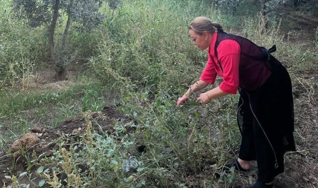 Sarı kantaronun başta antidepresan olarak yaygın bir şekilde kullanıldığını...