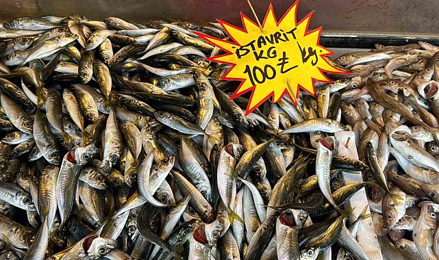 Deniz suyu sıcaklığı düşmedi, hamsi Gürcistan'a kaçtı