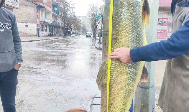 Elazığ'da ağa takılan yaklaşık 2 metrelik dev turna şaşırttı: tam 28 yaşında
