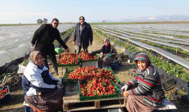 Türkiye'nin önemli çilek üretim merkezlerinden olan Mersin'in Silif...