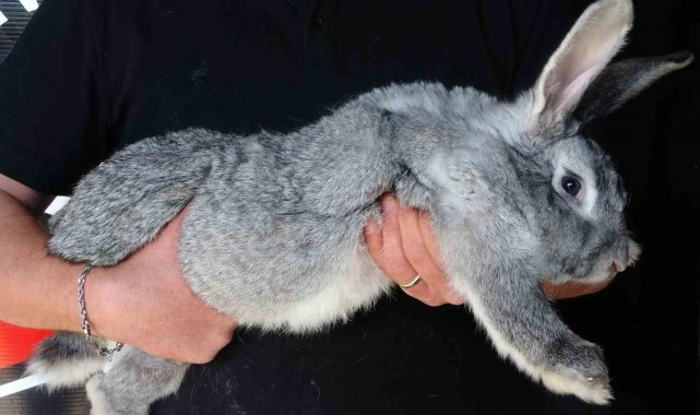 Adana'da üretilen tavşanlar Türkiye'de ilk kez Çukurova Üniversites...