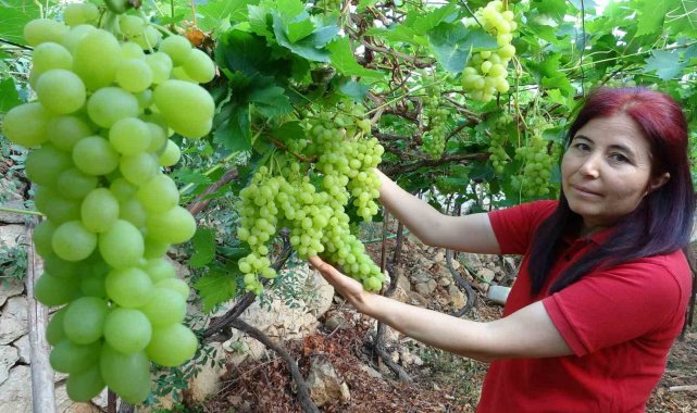 Türkiye'nin yaş sebze ve meyve üretim merkezlerinden Mersin'de örtü...