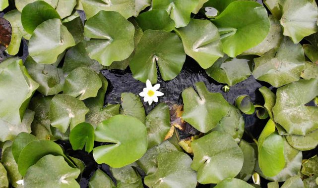 Çanakkale'nin Biga ilçesine bağlı Kalafat köyündeki Nilüfer Gölü'nd...