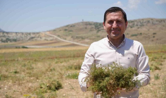 Kilis tarımında önemli bir yer tutan ve atıl arazilerde yetiştirilen kimyon...
