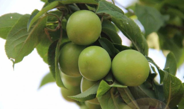 Türkiye'nin en önemli erik üretim merkezlerinden biri olan Manisa'n...