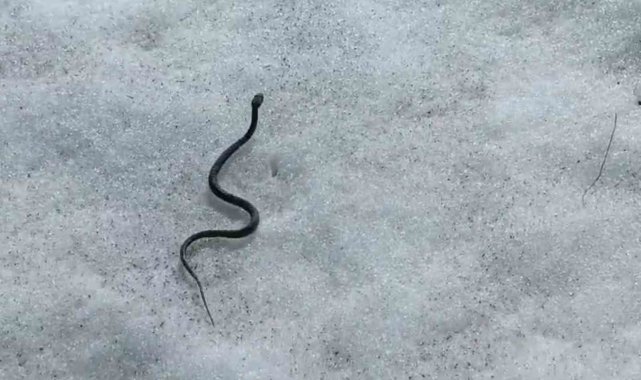 Van'ın İpekyolu ilçesindeki Erek Dağı'nda zehirli kocabaş engerek y ...