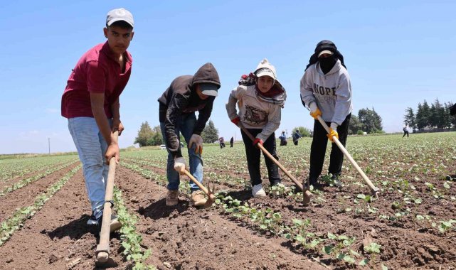 HATAY (İHA) –Türkiye'nin önde gelen pamuk üretim merkezlerinden olan Ha...