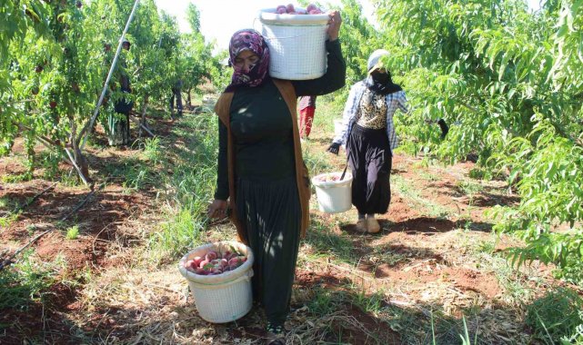 Hatay'ın bereketli Amik Ovası'nda yassı şeftali hasadı 40 dereceyi ...