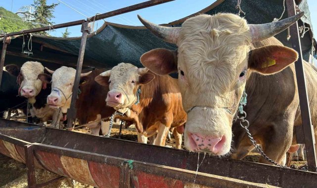 İzmir'in Bayraklı ilçesinde bulunan Doğançay kurban pazarında, Kurban B...