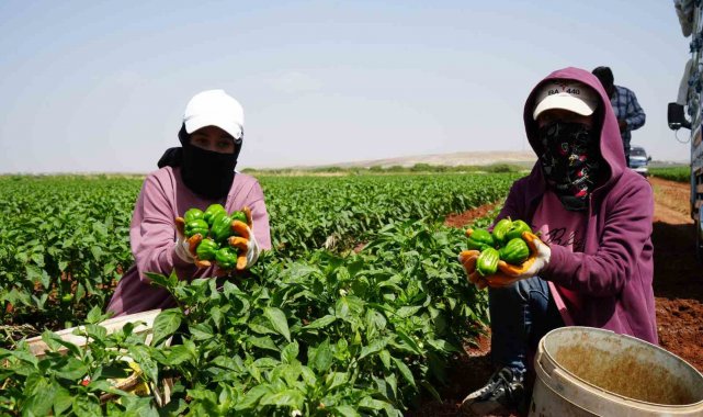 Kilis'te kavurucu sıcak altında dolmalık ve salçalık acı biber hasadı b...