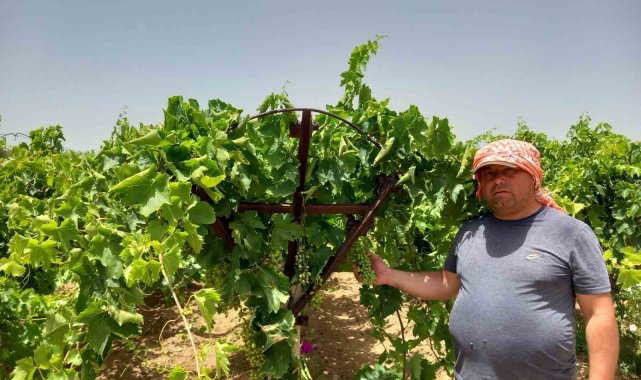 Sıcaklık rekorlarının kırıldığı Manisa'nın Sarıgöl ilçesinde üzüm bağla...